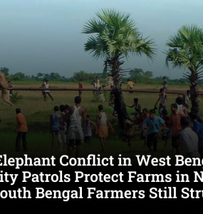 Human-Elephant Conflict in West Bengal: Community Patrols Protect Farms in North Bengal, South Bengal Farmers Still Struggle