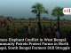 Human-Elephant Conflict in West Bengal: Community Patrols Protect Farms in North Bengal, South Bengal Farmers Still Struggle