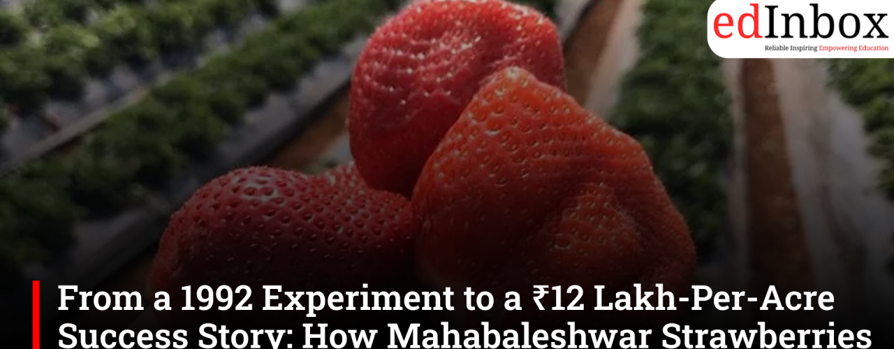 From a 1992 Experiment to a ₹12 Lakh-Per-Acre Success Story: How Mahabaleshwar Strawberries Are Transforming Farmer Incomes