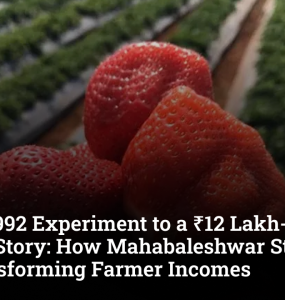 From a 1992 Experiment to a ₹12 Lakh-Per-Acre Success Story: How Mahabaleshwar Strawberries Are Transforming Farmer Incomes