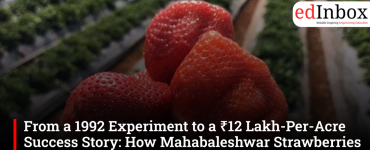 From a 1992 Experiment to a ₹12 Lakh-Per-Acre Success Story: How Mahabaleshwar Strawberries Are Transforming Farmer Incomes
