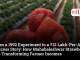 From a 1992 Experiment to a ₹12 Lakh-Per-Acre Success Story: How Mahabaleshwar Strawberries Are Transforming Farmer Incomes