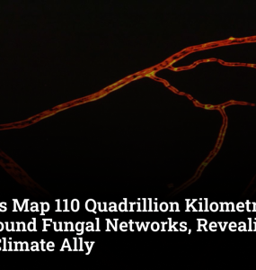 Scientists Map 110 Quadrillion Kilometres of Underground Fungal Networks, Revealing Hidden Climate Ally