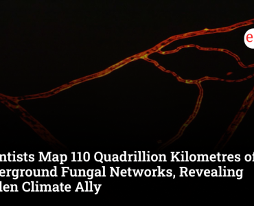 Scientists Map 110 Quadrillion Kilometres of Underground Fungal Networks, Revealing Hidden Climate Ally