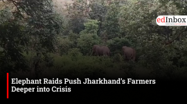 Elephant Raids Push Jharkhand’s Farmers Deeper into Crisis