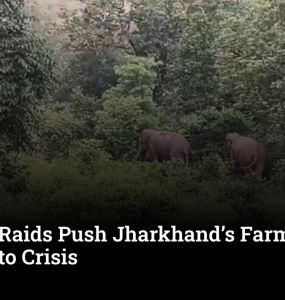 Elephant Raids Push Jharkhand’s Farmers Deeper into Crisis