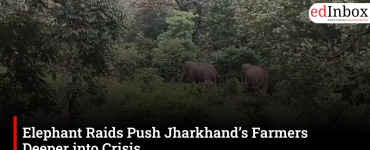 Elephant Raids Push Jharkhand’s Farmers Deeper into Crisis