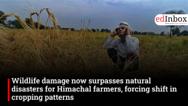 Wildlife damage now surpasses natural disasters for Himachal farmers, forcing a shift in cropping patterns