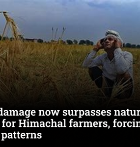 Wildlife damage now surpasses natural disasters for Himachal farmers, forcing a shift in cropping patterns