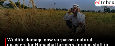 Wildlife damage now surpasses natural disasters for Himachal farmers, forcing a shift in cropping patterns