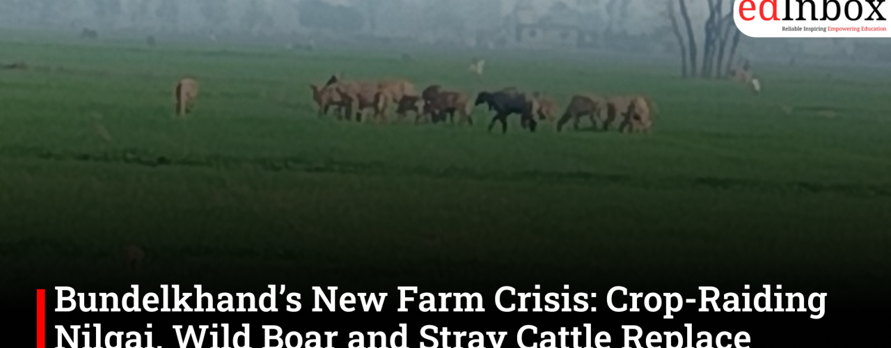 Bundelkhand’s New Farm Crisis: Crop-Raiding Nilgai, Wild Boar and Stray Cattle Replace Drought as Biggest Threat