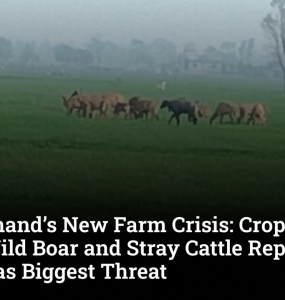 Bundelkhand’s New Farm Crisis: Crop-Raiding Nilgai, Wild Boar and Stray Cattle Replace Drought as Biggest Threat