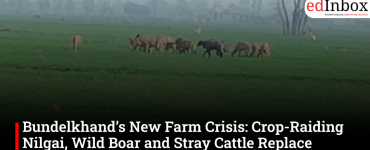 Bundelkhand’s New Farm Crisis: Crop-Raiding Nilgai, Wild Boar and Stray Cattle Replace Drought as Biggest Threat