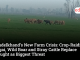 Bundelkhand’s New Farm Crisis: Crop-Raiding Nilgai, Wild Boar and Stray Cattle Replace Drought as Biggest Threat