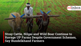 Stray Cattle, Nilgai and Wild Boar Continue to Ravage UP Farms Despite Government Schemes, Say Bundelkhand Farmers