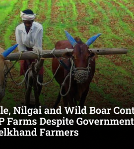 Stray Cattle, Nilgai and Wild Boar Continue to Ravage UP Farms Despite Government Schemes, Say Bundelkhand Farmers
