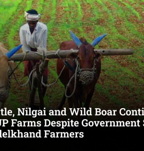 Stray Cattle, Nilgai and Wild Boar Continue to Ravage UP Farms Despite Government Schemes, Say Bundelkhand Farmers