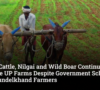 Stray Cattle, Nilgai and Wild Boar Continue to Ravage UP Farms Despite Government Schemes, Say Bundelkhand Farmers