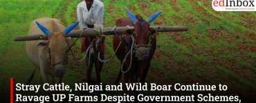 Stray Cattle, Nilgai and Wild Boar Continue to Ravage UP Farms Despite Government Schemes, Say Bundelkhand Farmers