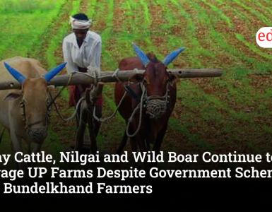 Stray Cattle, Nilgai and Wild Boar Continue to Ravage UP Farms Despite Government Schemes, Say Bundelkhand Farmers
