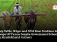 Stray Cattle, Nilgai and Wild Boar Continue to Ravage UP Farms Despite Government Schemes, Say Bundelkhand Farmers