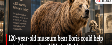 120-year-old museum bear Boris could help scientists crack wildlife trafficking cases