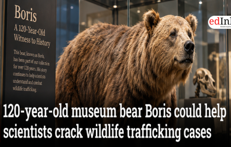 120-year-old museum bear Boris could help scientists crack wildlife trafficking cases