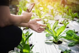M.Sc Agriculture After B.Sc Agriculture: Course, Specialisations, Careers And AIACAT Admission Route 