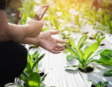 M.Sc Agriculture After B.Sc Agriculture: Course, Specialisations, Careers And AIACAT Admission Route 