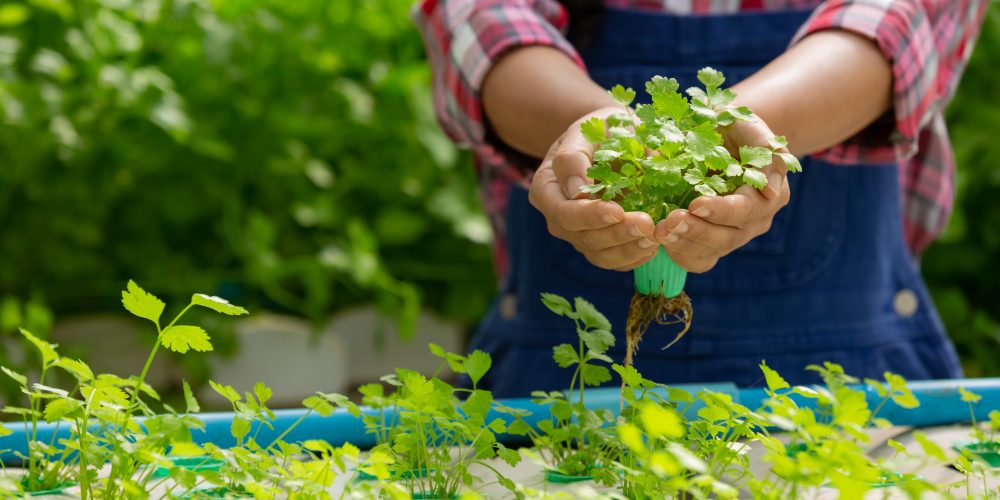 Why Pursue B.Sc Agriculture Through AIACAT Entrance Test?