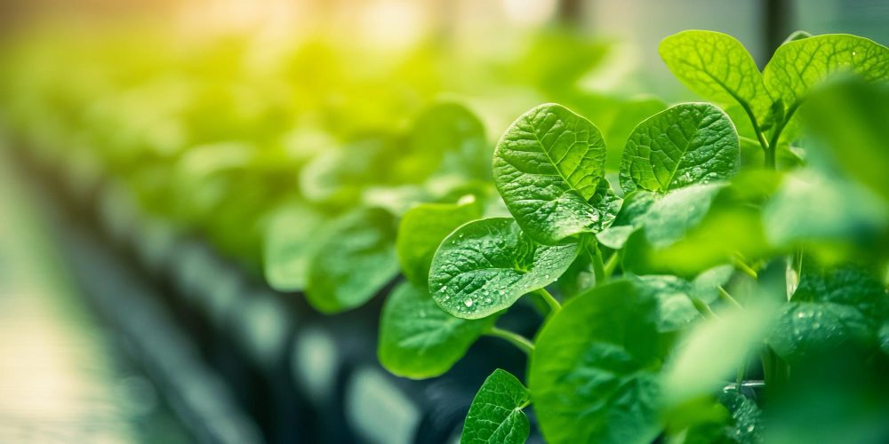 How to Prepare for an Agriculture Entrance Exam After Class 12