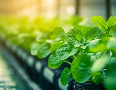 How to Prepare for an Agriculture Entrance Exam After Class 12