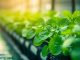 How to Prepare for an Agriculture Entrance Exam After Class 12
