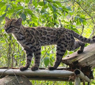 Tilcayo Cat