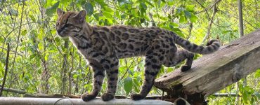 Tilcayo Cat