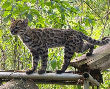 Tilcayo Cat