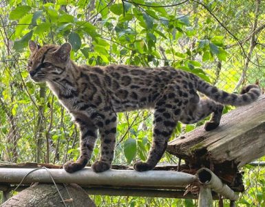 Tilcayo Cat