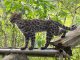 Tilcayo Cat