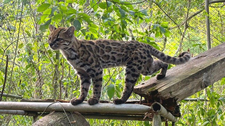 Tilcayo Cat